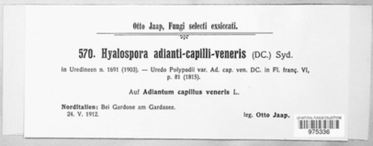 Hyalopsora adianti-capilli-veneris image